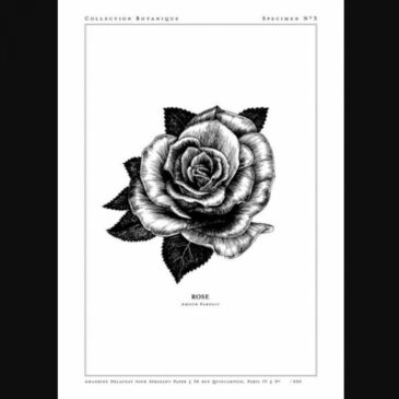 Affiche d'art A5 - La Rose - Amandine Delaunay - Sergeant Paper