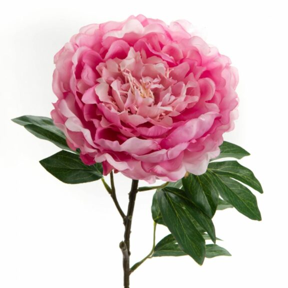 Pivoine Coralline rose H63cm - Amadeus