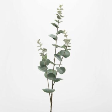 Eucalyptus Piperita H85cm - Amadeus