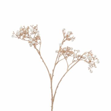 Gypsophylle H69 Doré & BlancC - Amadeus